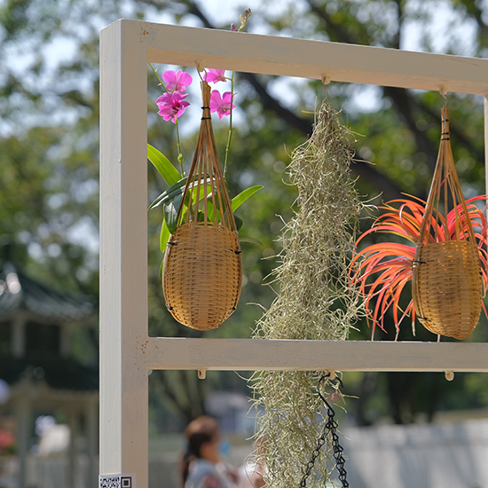 2022 深圳簕杜鵑花展 - 森斯環(huán)境參展項(xiàng)目 - 浪漫.家